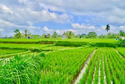 Rondreizen Bali